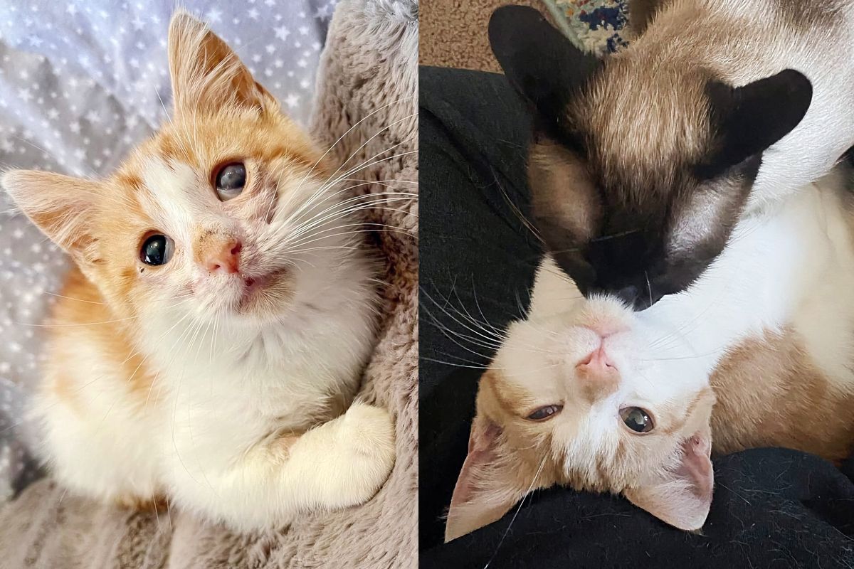 Kitten Continues to Roll Over Purring Even in Rough Shape, Then One Day He Meets Cat and Family of His Dreams