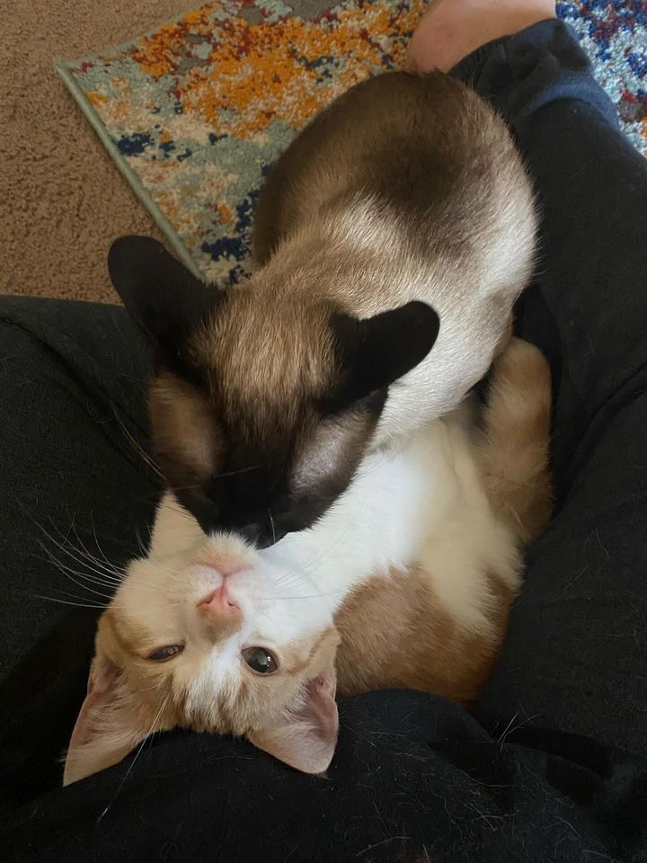 cats snuggling lap kittens