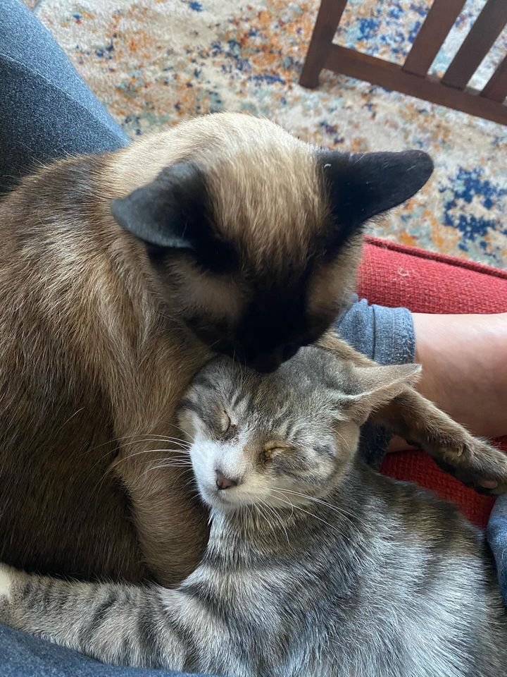 sweet cats snuggling happy