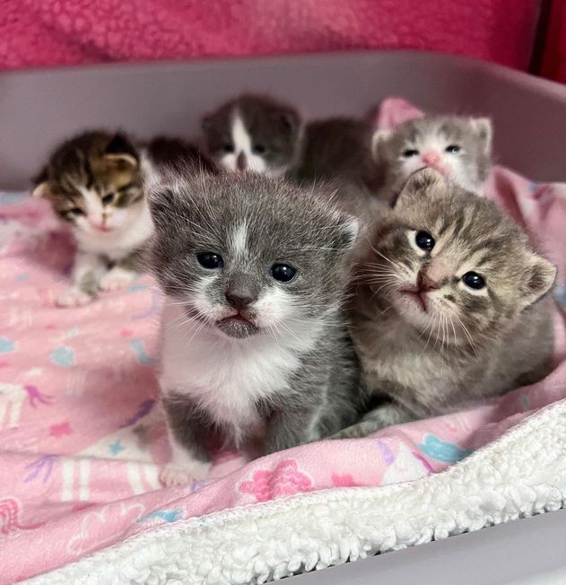 tiny kittens