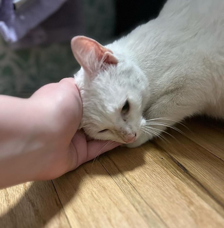 cat seeks pets love