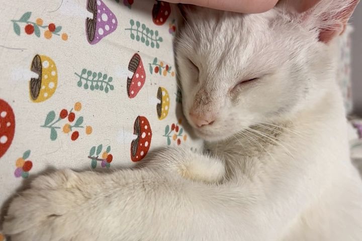 sleeping cat snuggly