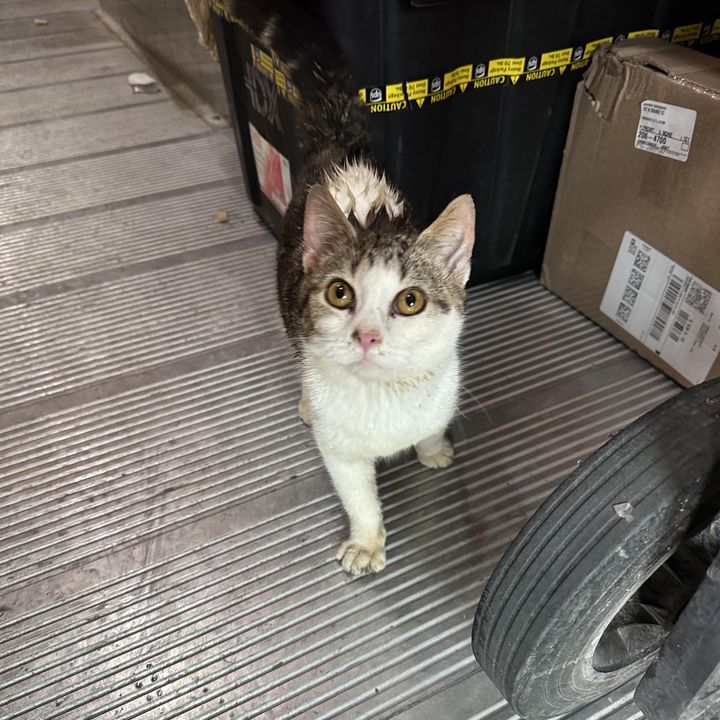 cat ups truck