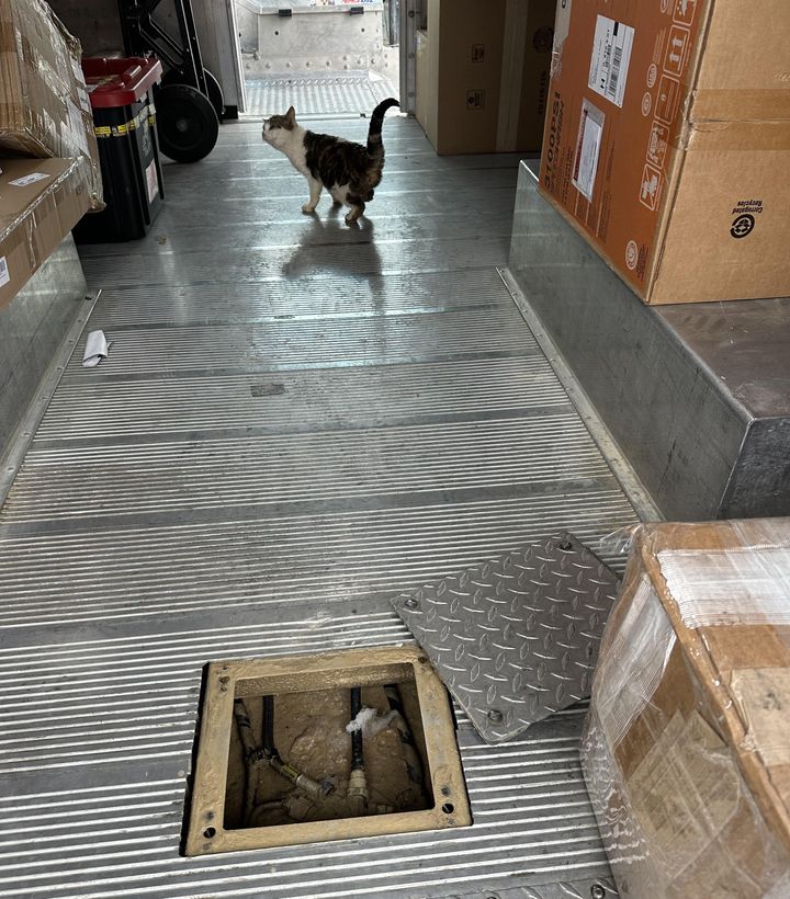 cat ups truck