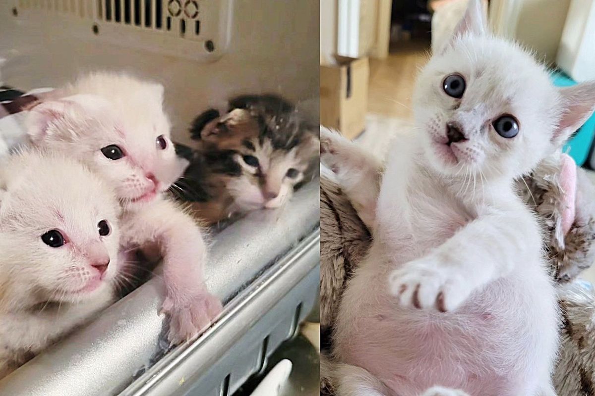 Kittens Arrived in a Bucket as a Huddled Mass, in a Few Weeks, Turned into the Most Joyful Cats