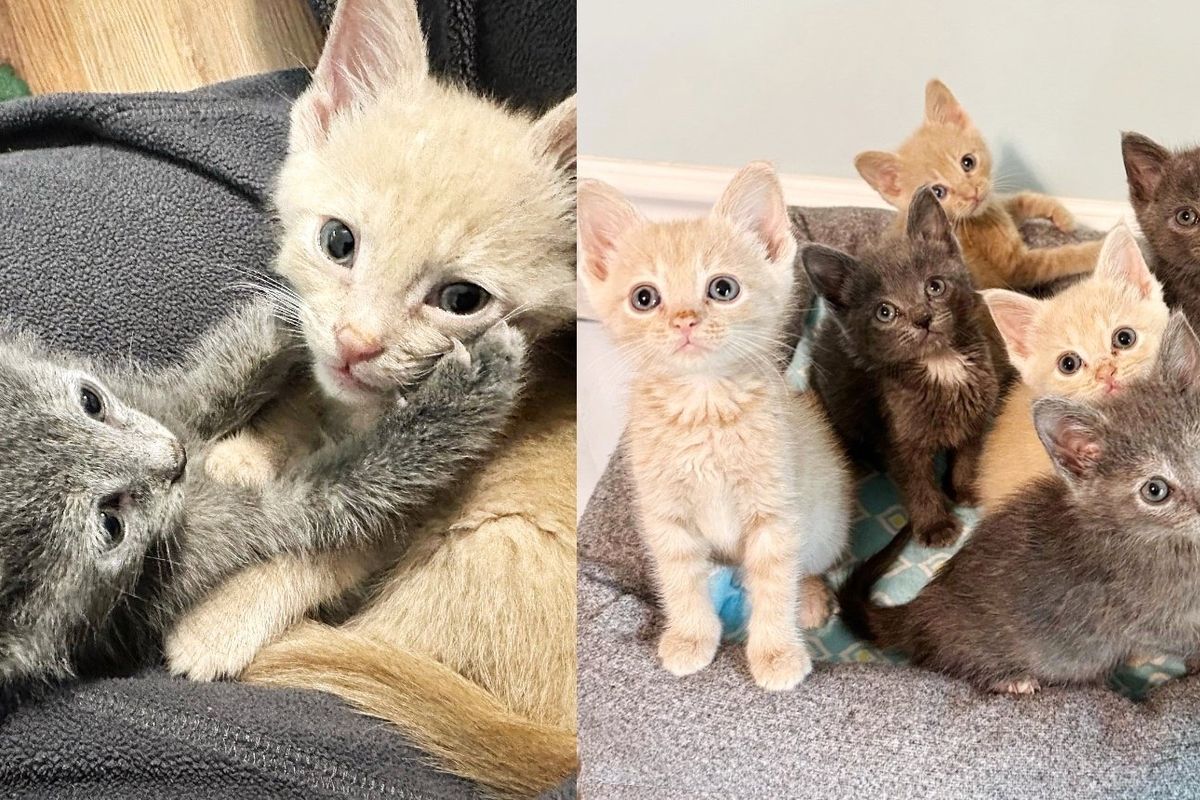 Six Kittens Convince Shelter Volunteer to Take Them Home so They Can Have What They Wanted Together