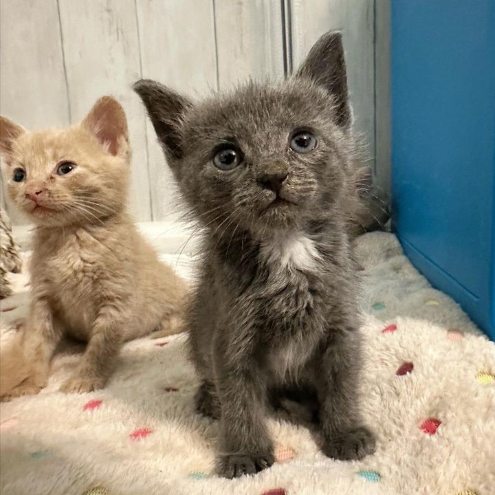 tiny gray kitten