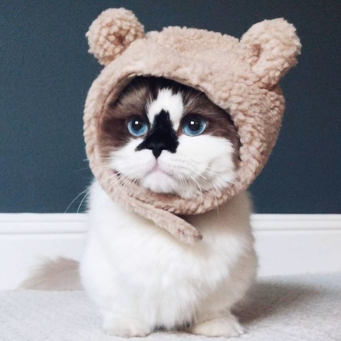 Meet Albert, The Cutest Munchkin Cat With Unique “Skull” Nose And 450,000 Followers