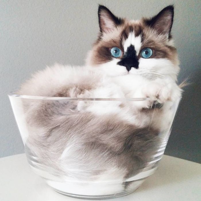 Meet Albert, The Cutest Munchkin Cat With Unique “Skull” Nose And 450,000 Followers