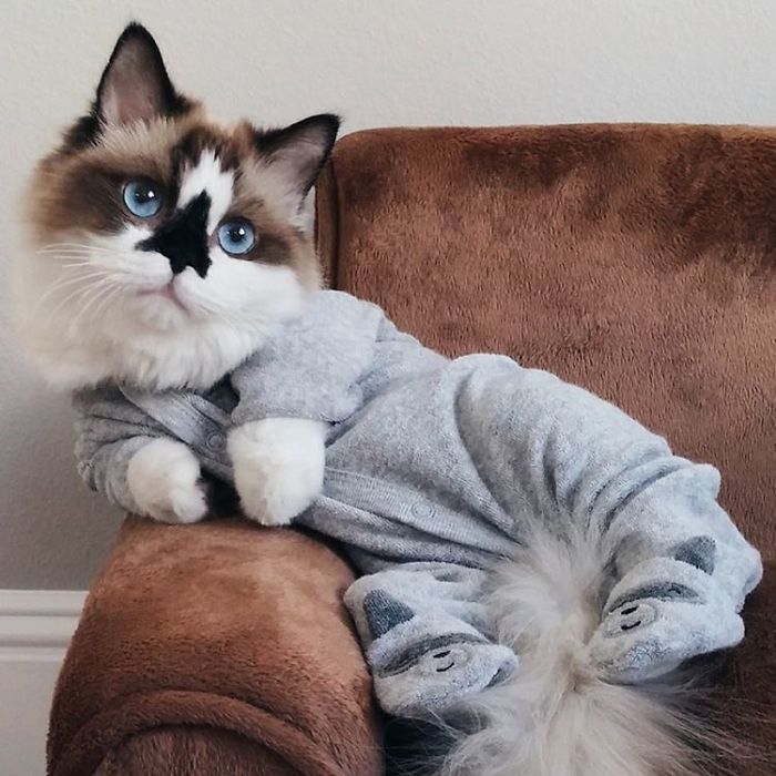 Meet Albert, The Cutest Munchkin Cat With Unique “Skull” Nose And 450,000 Followers