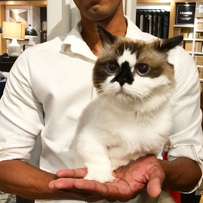 Meet Albert, The Cutest Munchkin Cat With Unique “Skull” Nose And 450,000 Followers