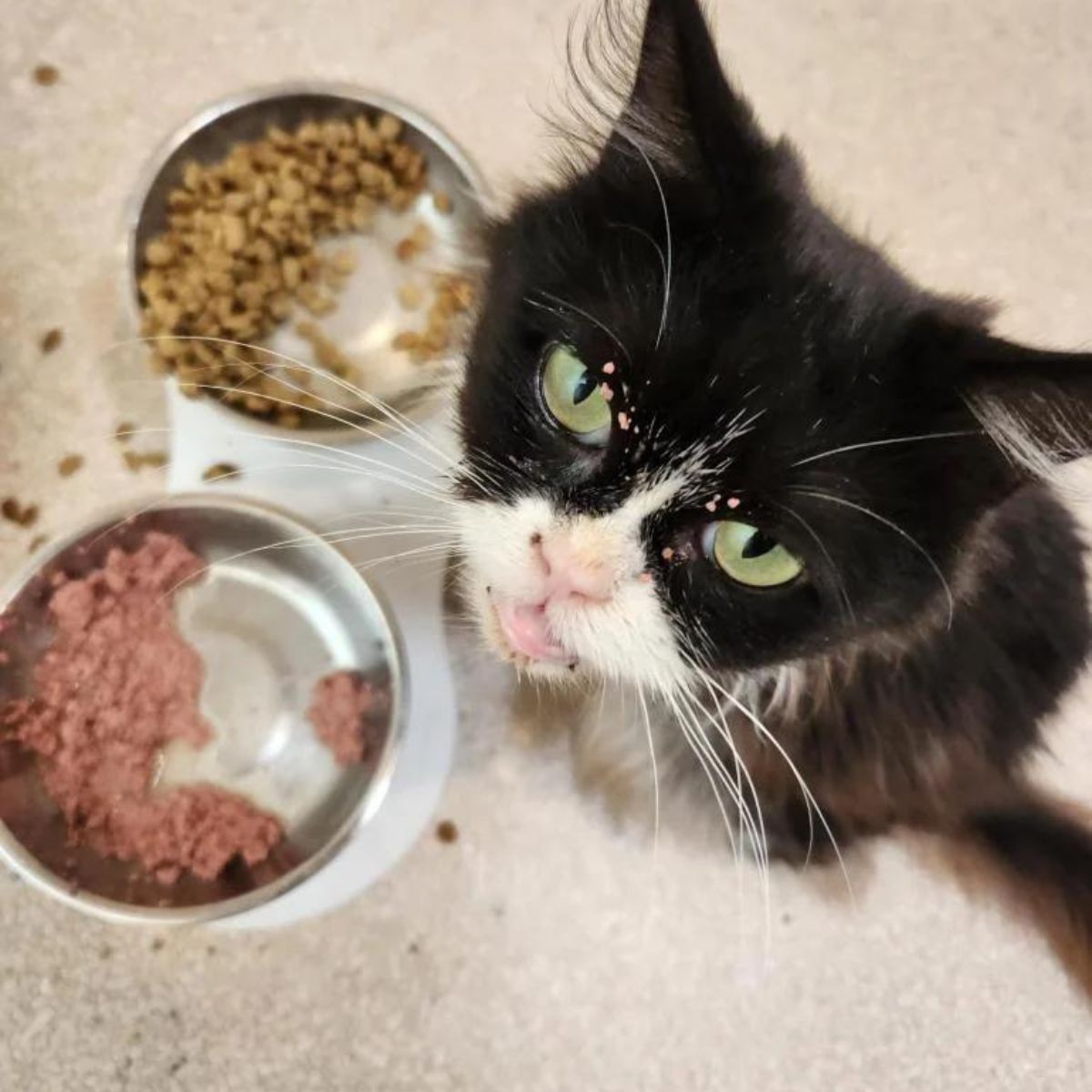 cat with bowls of food