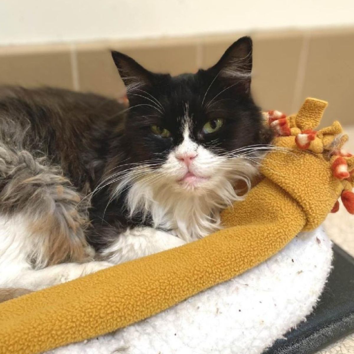 cat in basket laying