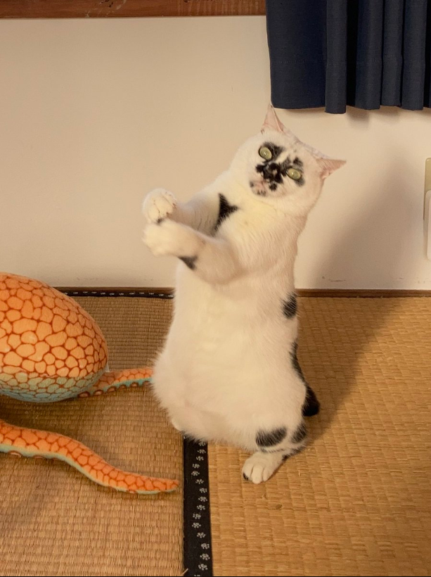 Whiskers and Ollie: A Hilarious Encounter Between Cat and Octopus.