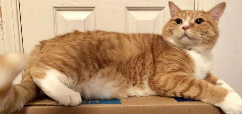 Cat sitting on cardboard box