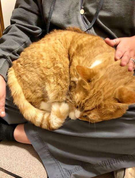 Cat curled up on person's lap