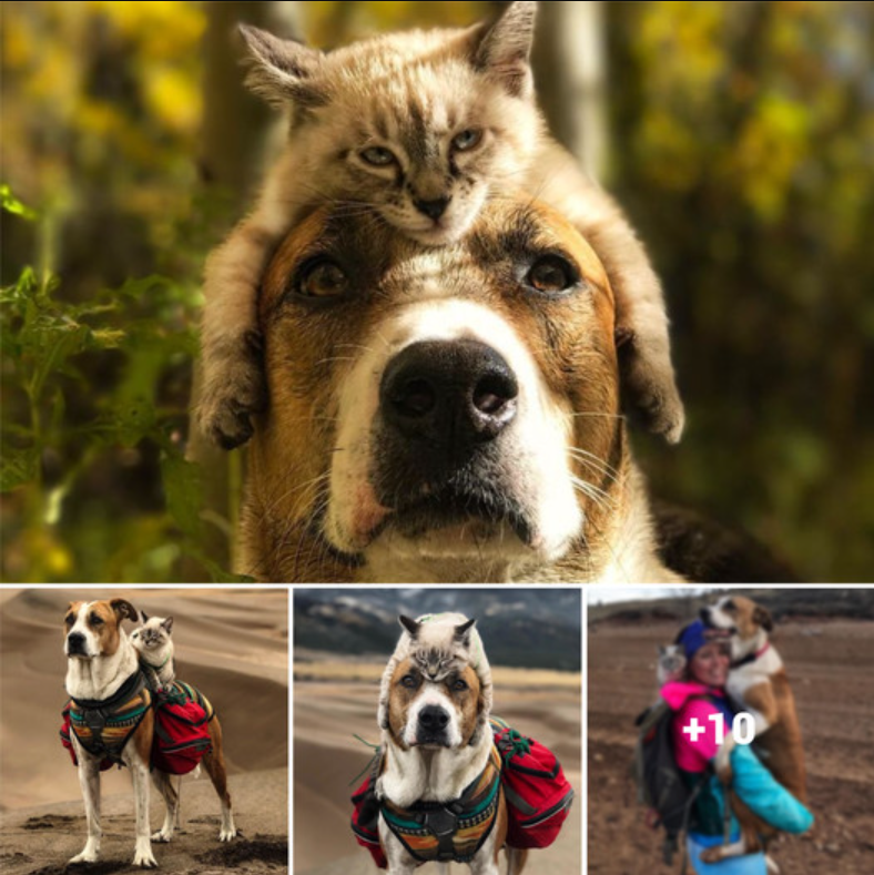 Incredible Adventures: A Cat and Dog’s Journey Through Travel and Bonding