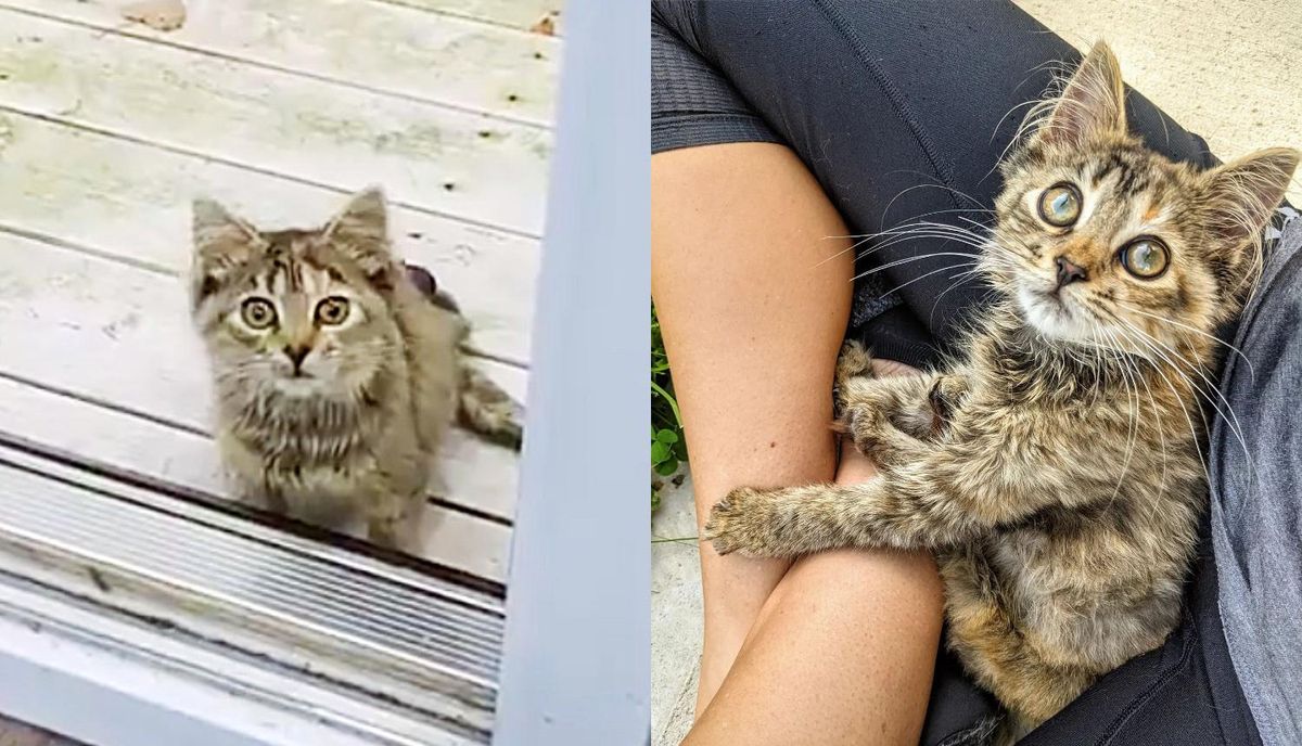 Kitten Found on a Farm Scoots Her Way into People's Hearts with Her Unstoppable Will to Live Happy Life