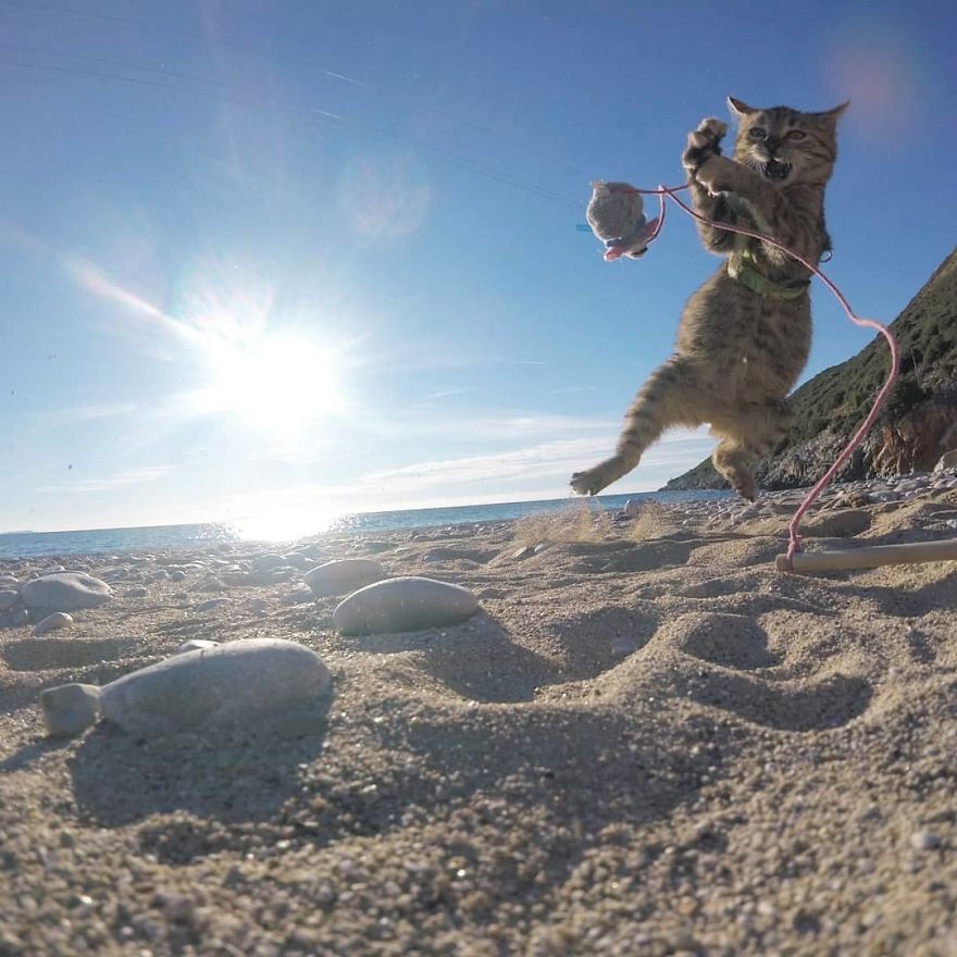 Scottish Man Decides To Cycle Across The Globe Solo But Finds A Stray Cat Which Accompanies Him