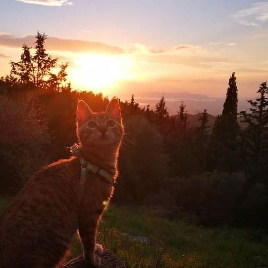 Scottish Man Decides To Cycle Across The Globe Solo But Finds A Stray Cat Which Accompanies Him