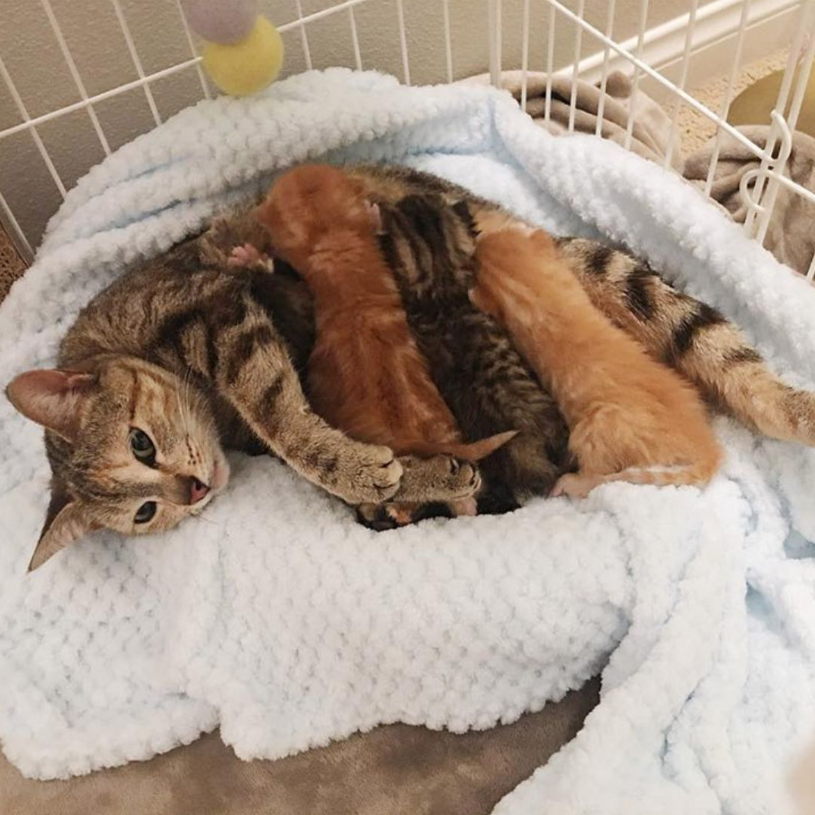 Emotional Reunion: A Homeless Cat’s Heartwarming Journey to Reunite with Her Sheltered Kittens.