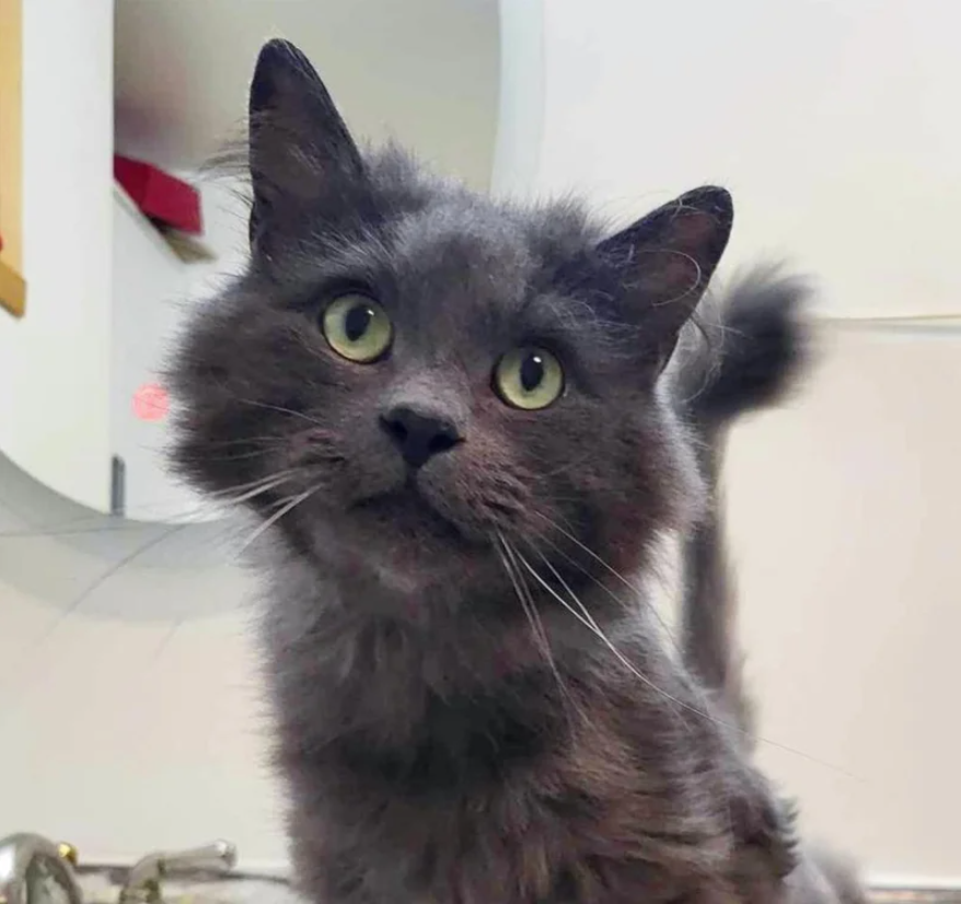 Cat Came to the Right Patio for Snacks and Kept Coming Back Until He was No Longer a Stray