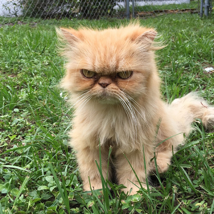 Grumpy Cat Finds New Home After House Inspection, Unhappy with Adoption