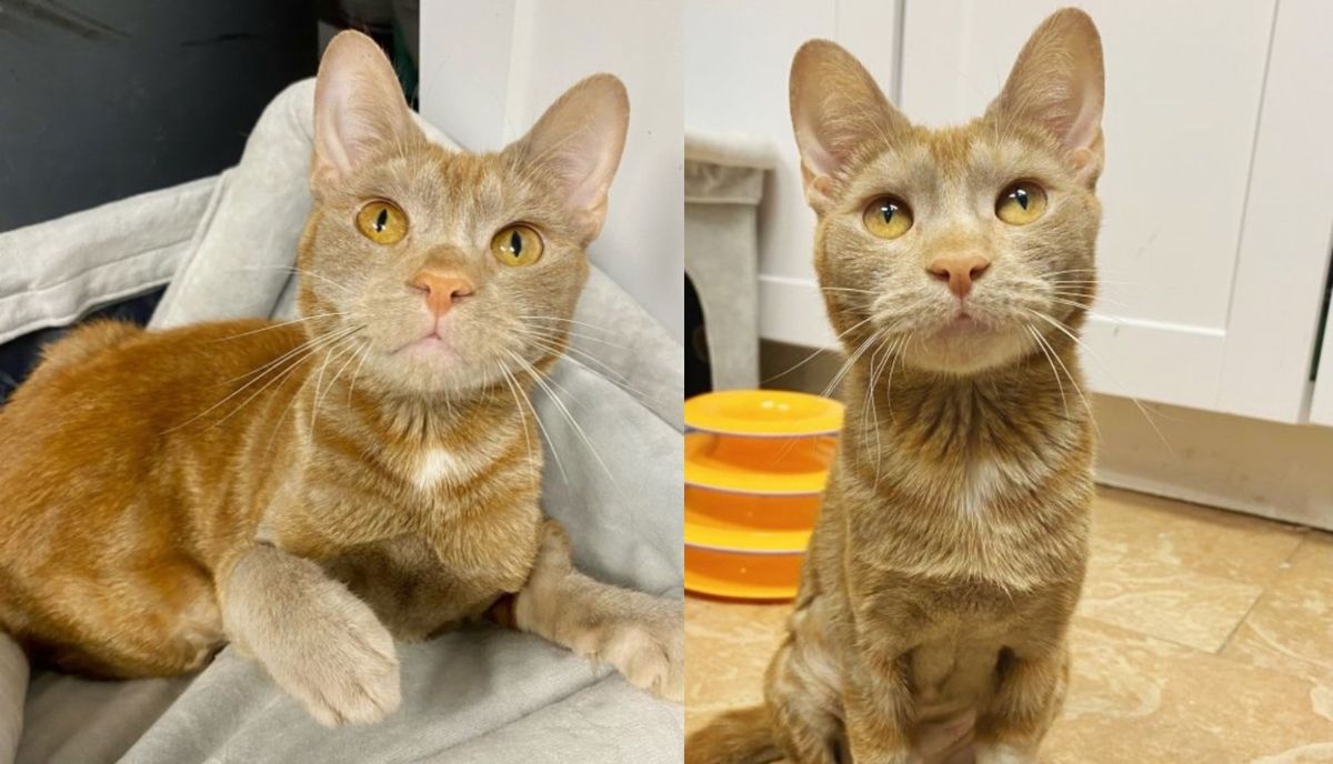 Cat Just Skin and Bones Walks Up to People Asking for Help, in a Month She Makes Incredible Transformation