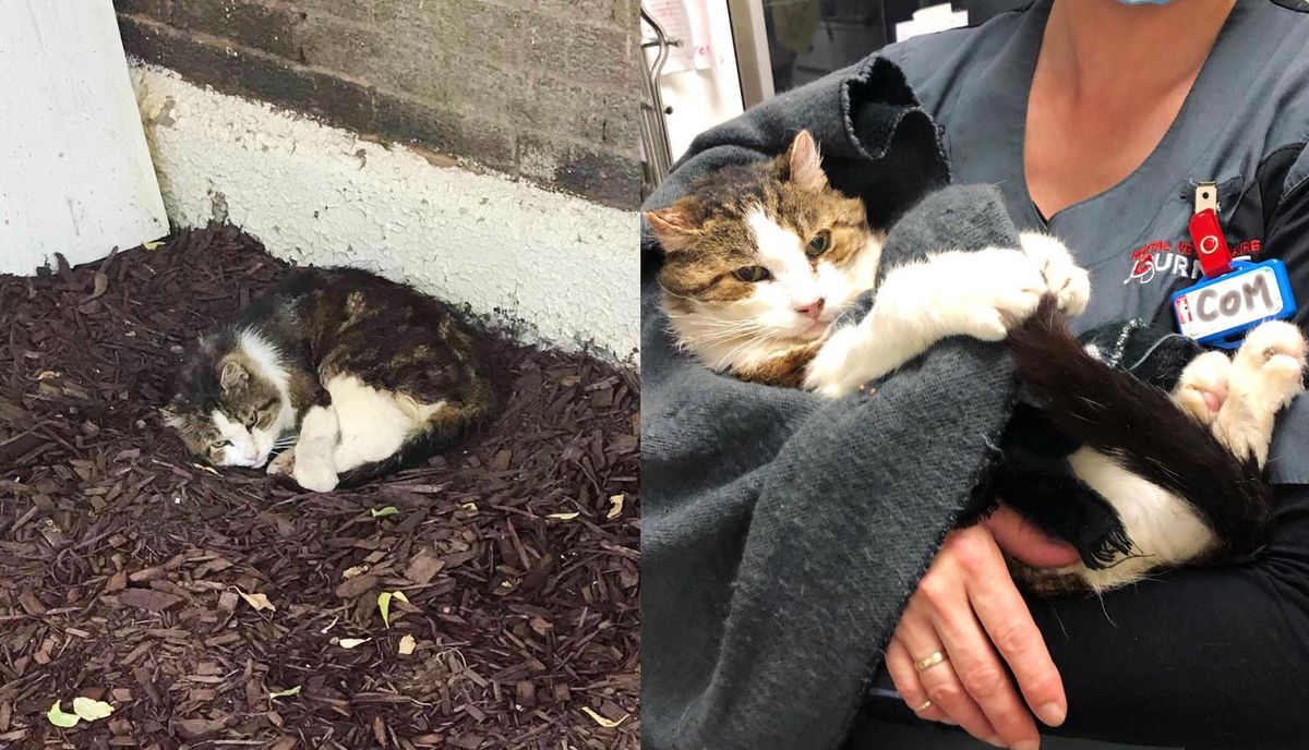 Cat So Happy to Have a Couch to Sleep On After Living Under Staircase for Years