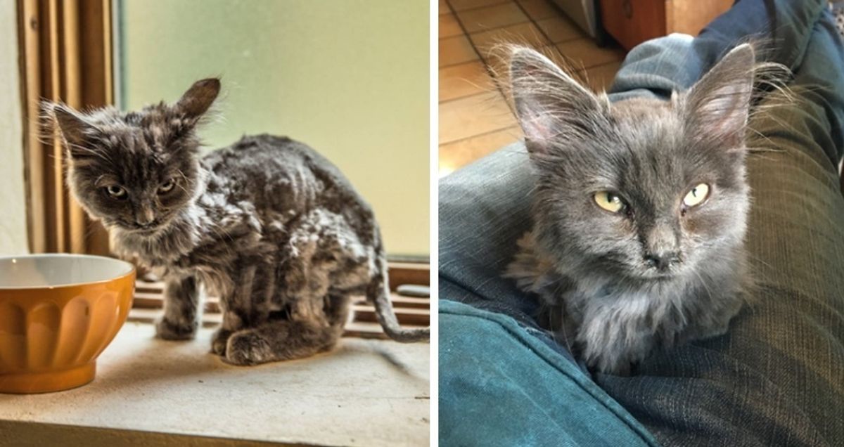 Scraggly Cat Found by the Road Comes Running When a Man Stopped for Her.