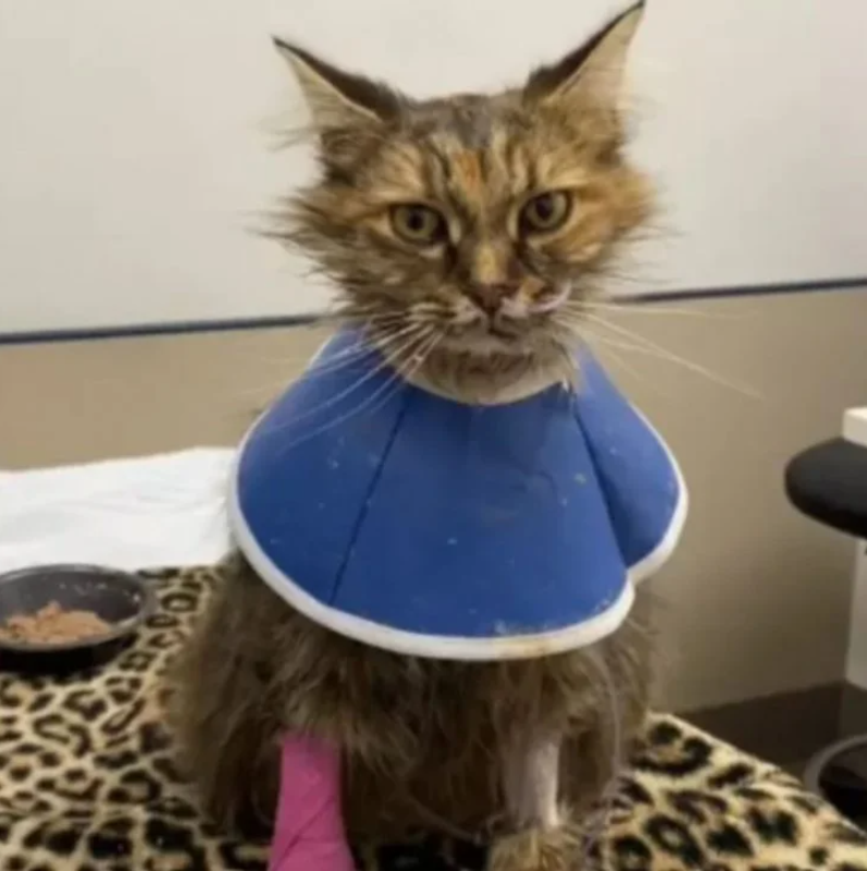 Cat Beats All Odds to Outlive Vet’s Predictions and Surprise Owner