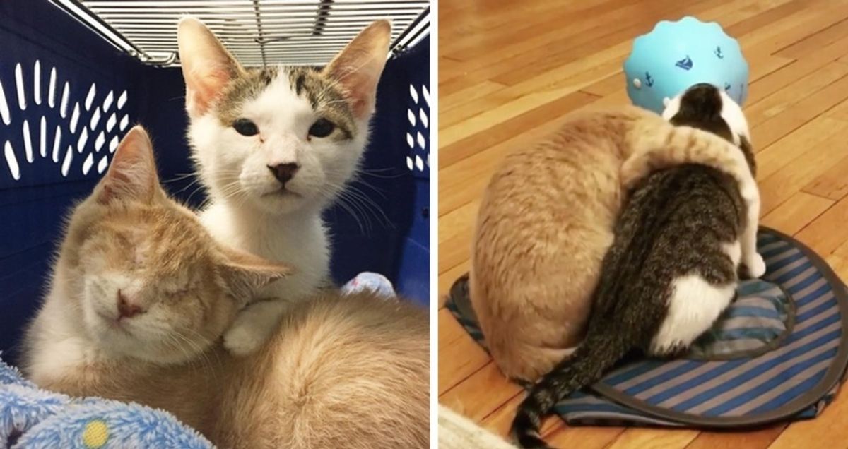 Woman Saves Blind Cat From Shelter and Comes Back to Find His Brother.