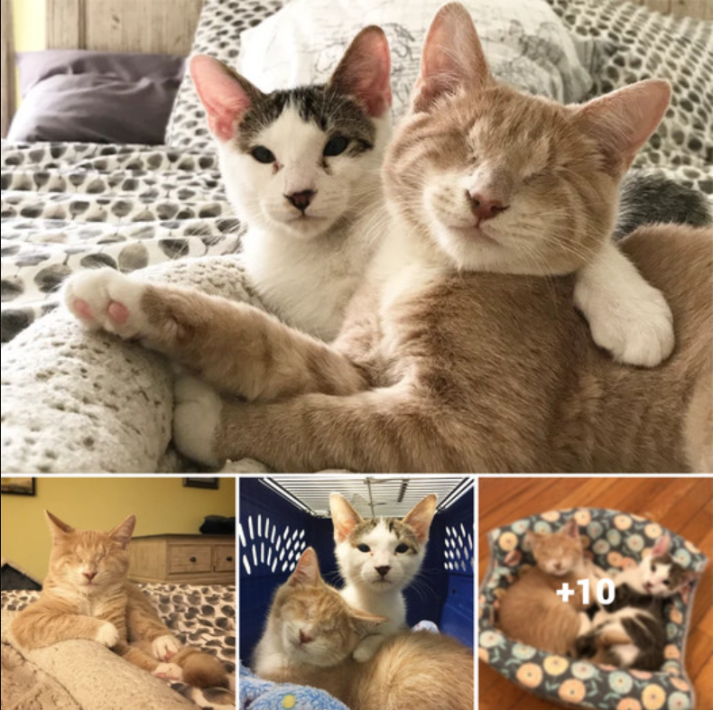 A Heartwarming Tale: Rescuing a Blind Cat Leads to an Unexpected Reunion with His Brother