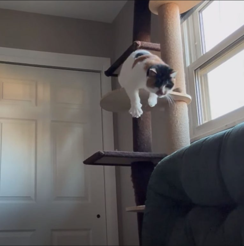 Ohio Cat Doesn’t Let Her Blindness Stop Her From Having The Best Fun On A Climbing Post