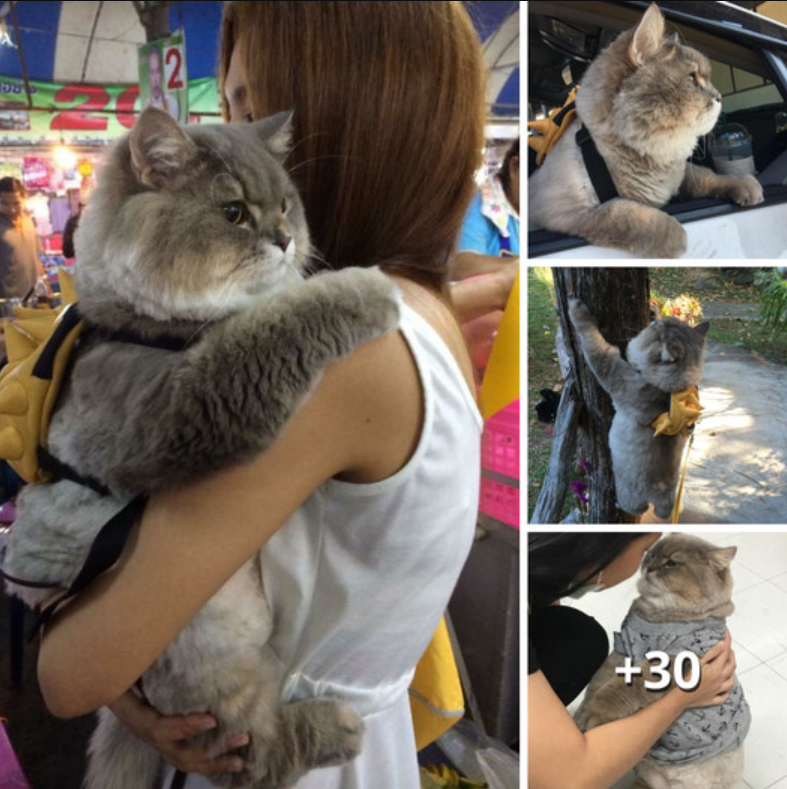 Meet Bone Bone, the giant furry cat from Thailand causing a sensation on Instagram