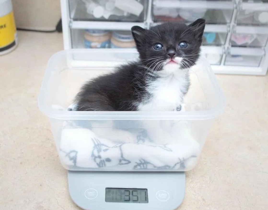 Found Kitten in a Window: Gets Family Support and Grows Into a Gorgeous Cat