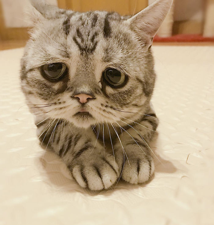 Saddest-cat-luhu-maggie-liu-lanlan731