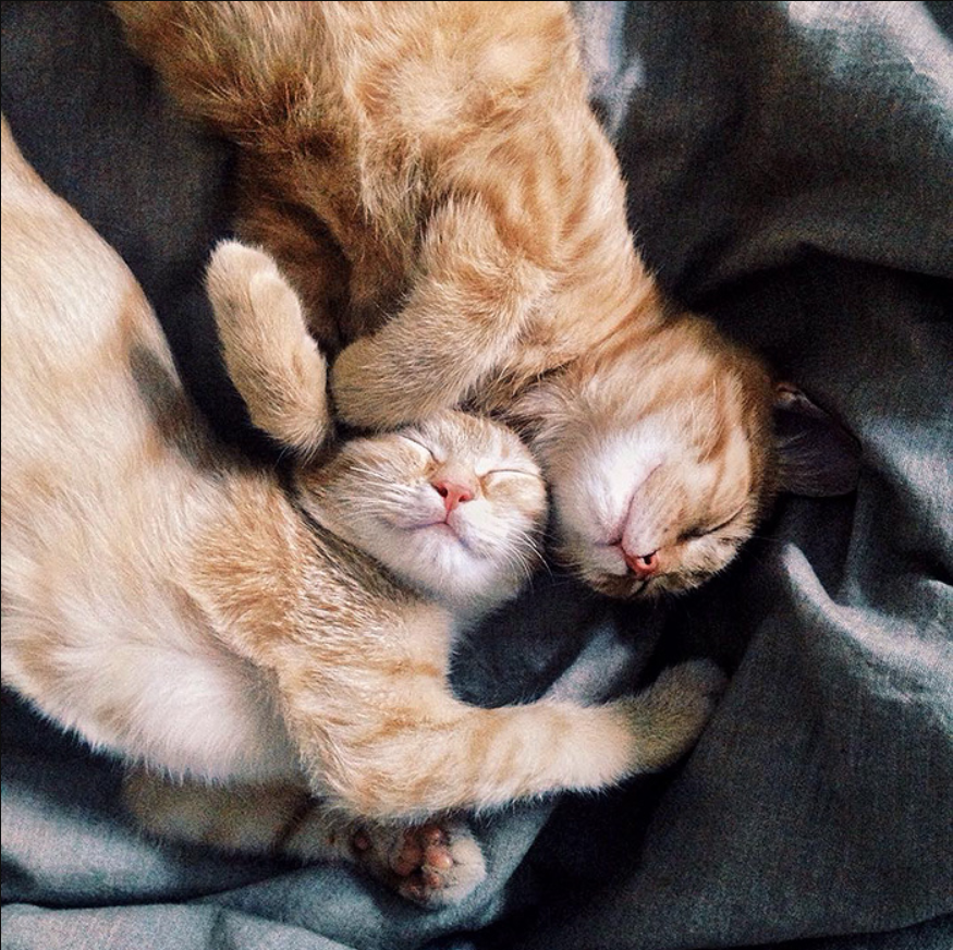 The Unbreakable Bond: Two Ginger Siblings Discover Each Other in Garden and Become Inseparable