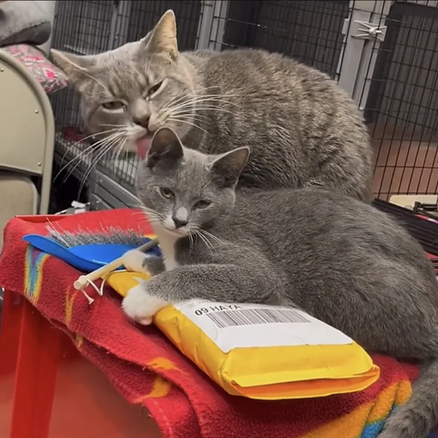 The most adorable cat in the world, known for her love of kittens