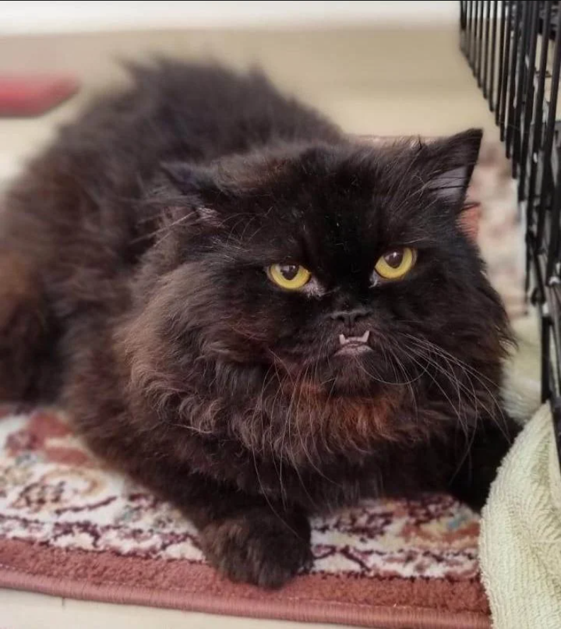 The narrative of a cat’s journey from stray to snugglebug—a “giant bear” of affection