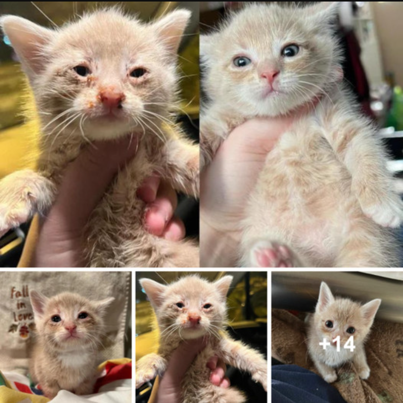 From Hungry Orphan to Contented Eater: A Kitten’s Story of Love and Nurturing