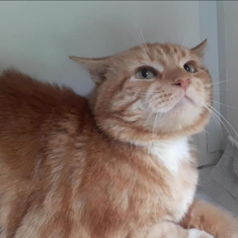 Cat Arrives At Sanctuary In Shocking Condition Prompting Staff To Take On A Huge Challenge