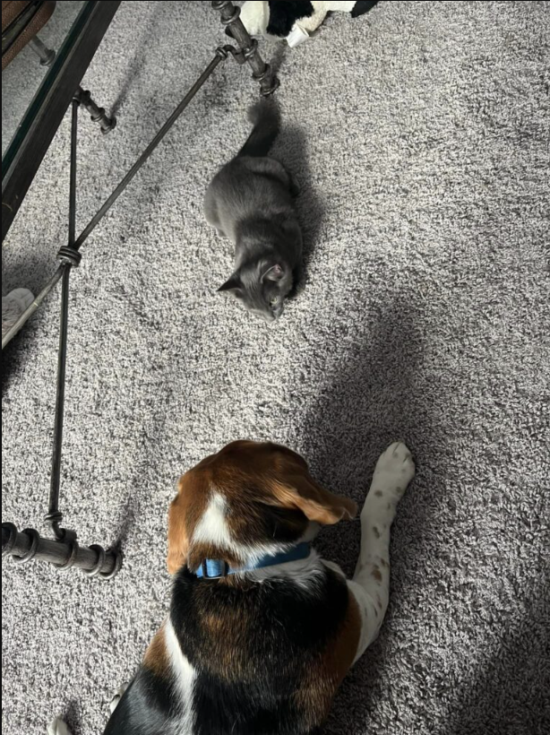 The Unbreakable Bond Between a Beagle and a Black Cat Warms the Heart