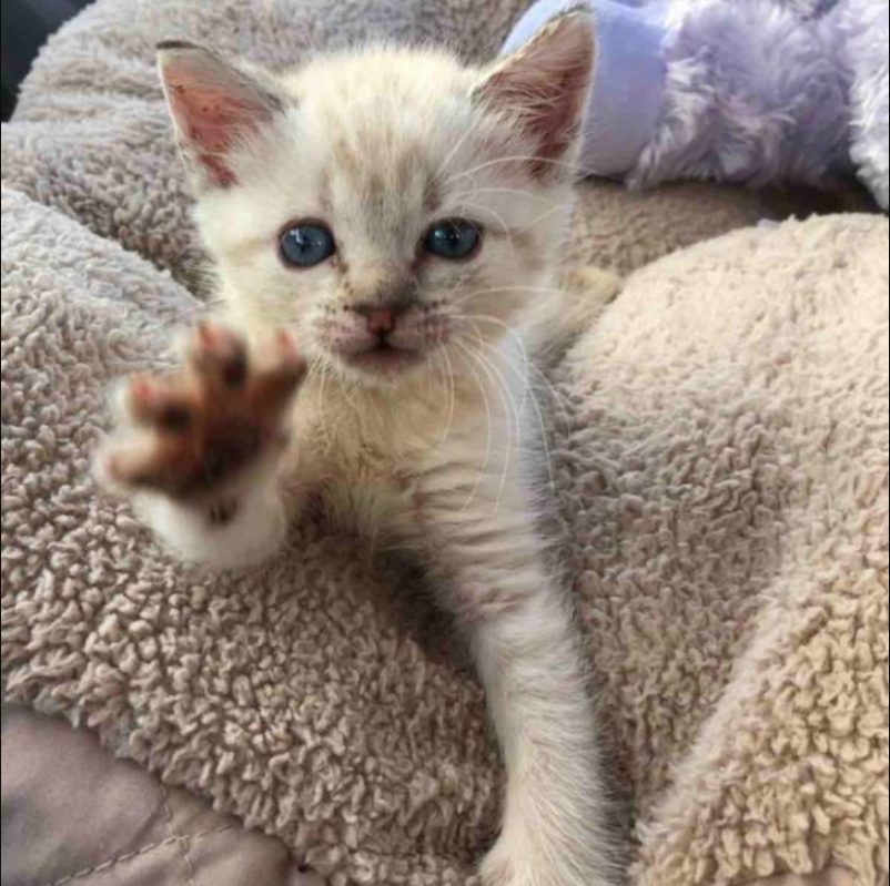 A Paralyzed Kitten Was Freezing And Starving In Alaska Until Compassionate People Came To The Rescue