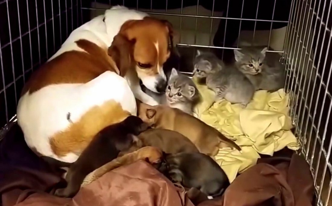 dog Rescues Kitten From Shelter Staff and Brings Him to Her Home Run Pen