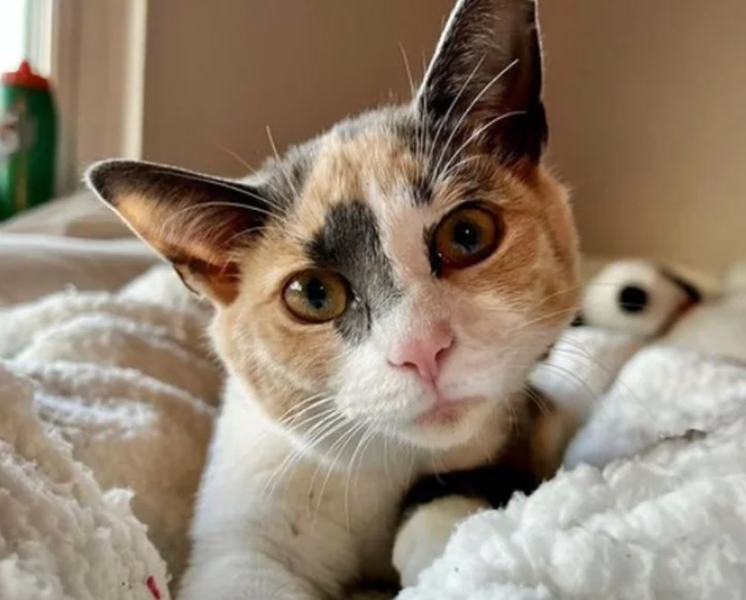 The cat went from hiding under the toolbox to keep safe from other street cats to being held in people’s arms in just two days.