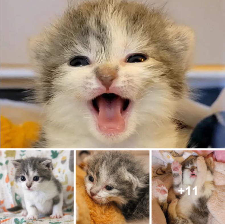 When the “tough” kitten was only a few days old, she astounded everyone, and she is still living a full life today.