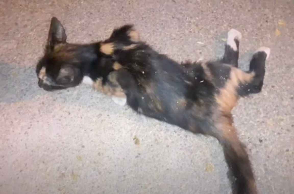 A Calico Kitten Was Crying For Help Until A Kind Man Came To The Rescue