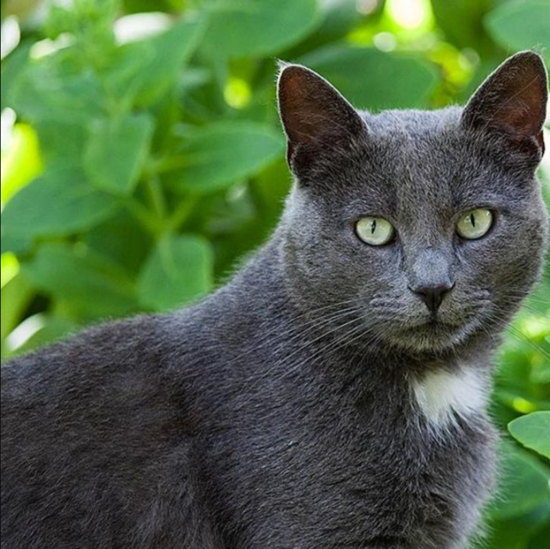 Furry Troublemaker Goes From Wild To Mild And Becomes The Ultimate Cuddle Bug