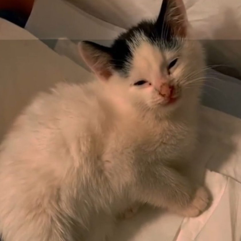 No One Believed This Abused Kitten With Leg Fractures Would Walk Again